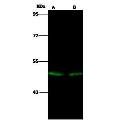 Invitrogen EVI2B Polyclonal Antibody 100 &mu;L | Buy Online | Invitrogen&trade; | Fisher Scientific