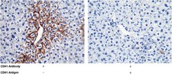 Invitrogen E-cadherin Polyclonal Antibody 100 &mu;L | Buy Online | Invitrogen&trade; | Fisher Scientific