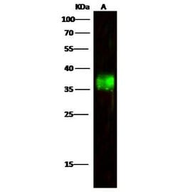 Invitrogen A33 Polyclonal Antibody 100 &mu;L | Buy Online | Invitrogen&trade; | Fisher Scientific