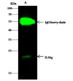 Invitrogen IL1F9 Polyclonal Antibody 100 &mu;L; Unconjugated:Antibodies,
