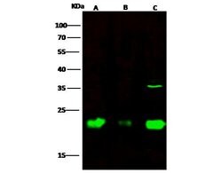 Invitrogen IL1F9 Polyclonal Antibody 100 &mu;L; Unconjugated:Antibodies,