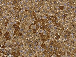 Invitrogen Transferrin Polyclonal Antibody 100 &mu;L; Unconjugated:Antibodies,