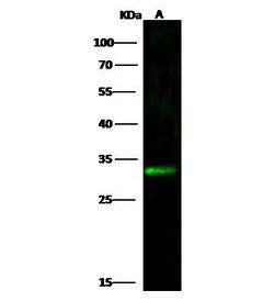 Invitrogen Kallikrein 6 Polyclonal Antibody 100 &mu;L; Unconjugated:Antibodies,