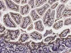 Invitrogen LAIR1 Polyclonal Antibody 100 &mu;L; Unconjugated:Antibodies,