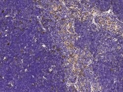 Invitrogen CD205 Polyclonal Antibody 100 &mu;L; Unconjugated:Antibodies,