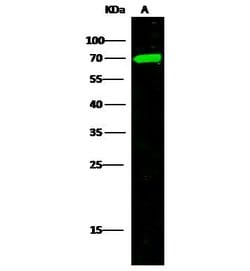 Invitrogen MEP1A Polyclonal Antibody 100 &mu;L; Unconjugated:Antibodies,