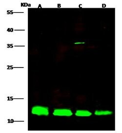 Invitrogen MIF Polyclonal Antibody 100 &mu;L; Unconjugated:Antibodies,