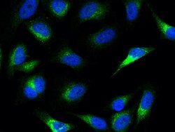 Invitrogen PCSK9 Polyclonal Antibody 100 &mu;L; Unconjugated:Antibodies,
