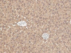 Invitrogen PCSK9 Polyclonal Antibody 100 &mu;L; Unconjugated:Antibodies,