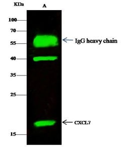 Invitrogen PPBP Polyclonal Antibody 100 &mu;L; Unconjugated:Antibodies,