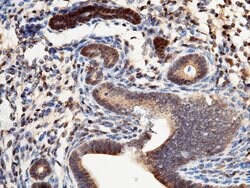 Invitrogen S100A1 Polyclonal Antibody 100 &mu;L; Unconjugated:Antibodies,