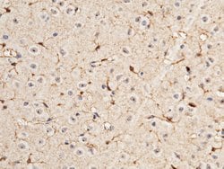 Invitrogen S100A1 Polyclonal Antibody 100 &mu;L; Unconjugated:Antibodies,