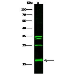 Invitrogen S100A1 Polyclonal Antibody 100 &mu;L; Unconjugated:Antibodies,