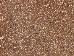 Invitrogen SDF2 Polyclonal Antibody 100 &mu;L; Unconjugated:Antibodies,