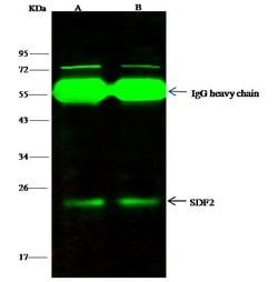 Invitrogen SDF2 Polyclonal Antibody 100 &mu;L; Unconjugated:Antibodies,