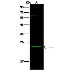 Invitrogen SDF2 Polyclonal Antibody 100 &mu;L; Unconjugated:Antibodies,