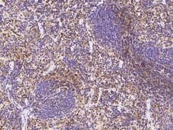 Invitrogen CD162 Polyclonal Antibody 100 &mu;L; Unconjugated:Antibodies,