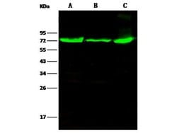 Invitrogen Thimet Oligopeptidase Polyclonal Antibody 100 &mu;L; Unconjugated:Antibodies,