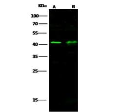 Invitrogen TRAIL Polyclonal Antibody 100 &mu;L; Unconjugated:Antibodies,