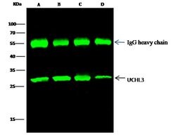 Invitrogen UCHL3 Polyclonal Antibody 100 &mu;L; Unconjugated:Antibodies,
