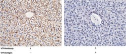 Invitrogen Vitronectin Polyclonal Antibody 100 &mu;L; Unconjugated:Antibodies,