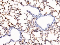 Invitrogen Vitronectin Polyclonal Antibody 100 &mu;L; Unconjugated:Antibodies,