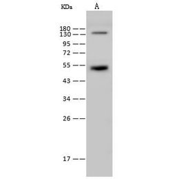 Invitrogen Rex1 Polyclonal Antibody 100 &mu;L; Unconjugated:Antibodies,