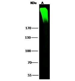 Invitrogen ARID1A Polyclonal Antibody 100 &mu;L; Unconjugated:Antibodies,