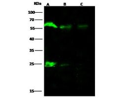 Invitrogen ARIH2 Polyclonal Antibody 100 &mu;L | Buy Online | Invitrogen&trade; | Fisher Scientific