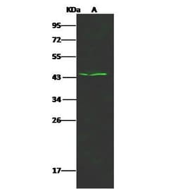 Invitrogen B3GAT1 Polyclonal Antibody 100 &mu;L; Unconjugated:Antibodies,
