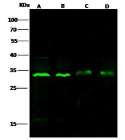 Invitrogen Bcl-xL Polyclonal Antibody 100 &mu;L | Buy Online | Invitrogen&trade; | Fisher Scientific