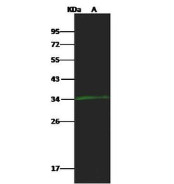 Invitrogen COQ9 Polyclonal Antibody 100 &mu;L; Unconjugated:Antibodies,
