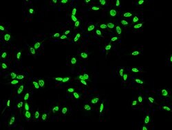 Invitrogen DDX5 Polyclonal Antibody 100 &mu;L; Unconjugated:Antibodies