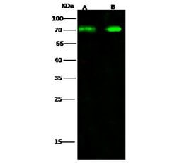 Invitrogen DDX5 Polyclonal Antibody 100 &mu;L; Unconjugated:Antibodies