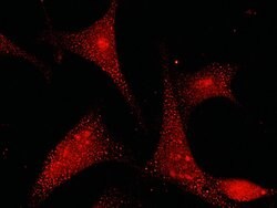 Invitrogen GSTP1 Polyclonal Antibody 100 &mu;L; Unconjugated:Antibodies,