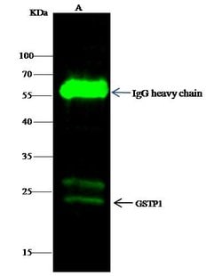 Invitrogen GSTP1 Polyclonal Antibody 100 &mu;L; Unconjugated:Antibodies,