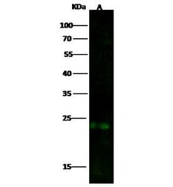 Invitrogen GSTP1 Polyclonal Antibody 100 &mu;L; Unconjugated:Antibodies,