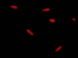HDAC1 Polyclonal Antibody:Antibodies, Polyclonal