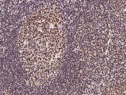HDAC1 Polyclonal Antibody:Antibodies, Polyclonal