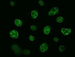 Invitrogen LIN7A Polyclonal Antibody 100 &mu;L; Unconjugated:Antibodies,