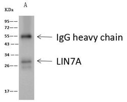 Invitrogen LIN7A Polyclonal Antibody 100 &mu;L; Unconjugated:Antibodies,