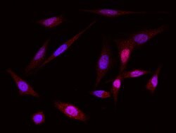 Invitrogen MEK6 Polyclonal Antibody 100 &mu;L; Unconjugated:Antibodies,