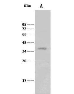 Invitrogen MED4 Polyclonal Antibody 100 &mu;L; Unconjugated:Antibodies,