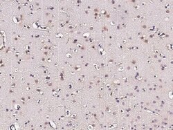 Invitrogen MSI1 Polyclonal Antibody 100 &mu;L; Unconjugated:Antibodies,