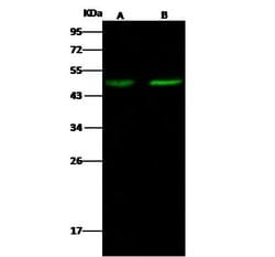 Invitrogen MYOD Polyclonal Antibody 100 &mu;L; Unconjugated:Antibodies,