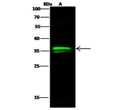 Invitrogen OTX1 Polyclonal Antibody 100 &mu;L | Buy Online | Invitrogen&trade; | Fisher Scientific