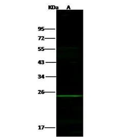 Invitrogen PDGF-B Polyclonal Antibody 100 &mu;L; Unconjugated:Antibodies,