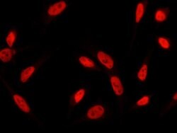 Invitrogen RbAp48 Polyclonal Antibody 100 &mu;L; Unconjugated:Antibodies,