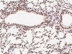 Invitrogen RbAp48 Polyclonal Antibody 100 &mu;L; Unconjugated:Antibodies,
