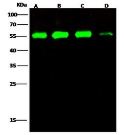 Invitrogen RbAp48 Polyclonal Antibody 100 &mu;L; Unconjugated:Antibodies,